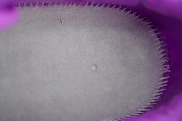 pk_god_batch_cactus_plant_flea_market_x_air_force_1_low_premium__fuchsia_dream__fq7069_500_1CBE5BB26141E PK God Batch Cactus Plant Flea Market x Air Force 1 Low Premium 'Fuchsia Dream' FQ7069-500